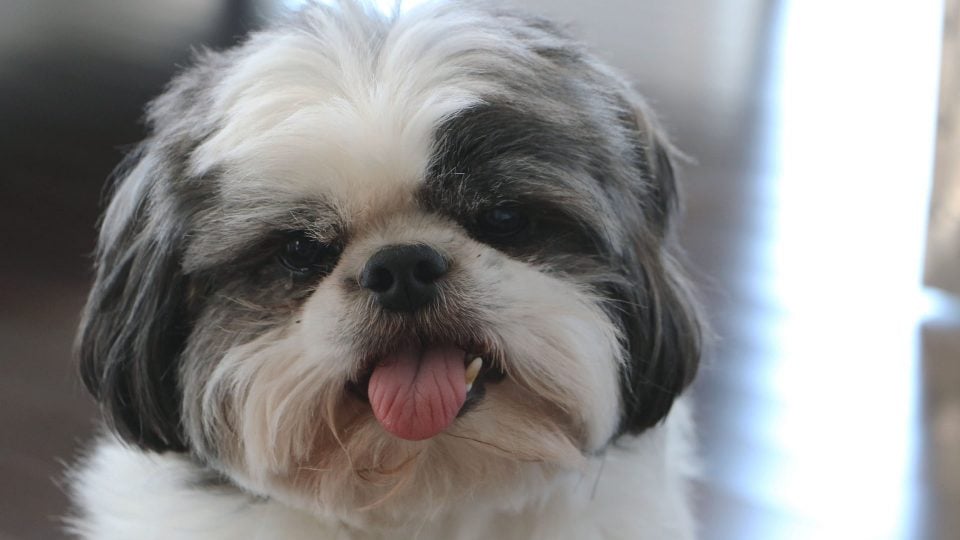 5 Fun (and Functional) Shih Tzu Clothes and Accessories The Dog