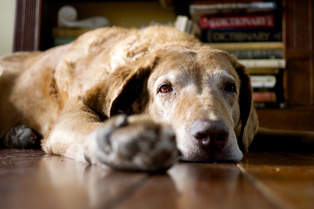 How Can You Tell How Old A Dog Is Find Out Your Pet s Age Now