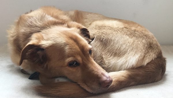 Why Do Dogs Dig Why Dogs Dig At Blankets Carpet And In The Yard