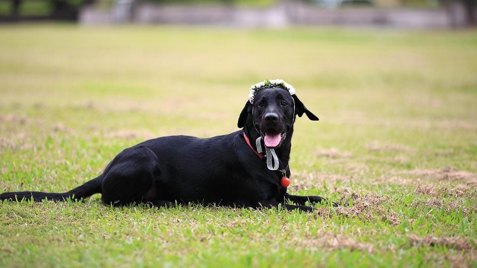 A dog wearing a wedding crown lays in grass.