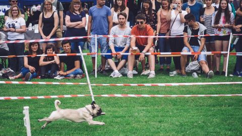 pug running in a race while crowd watches