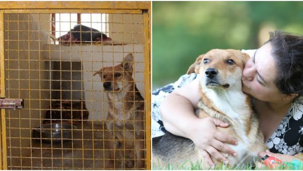 True Story I Was A Foster Dog Parent Here S What I Learned