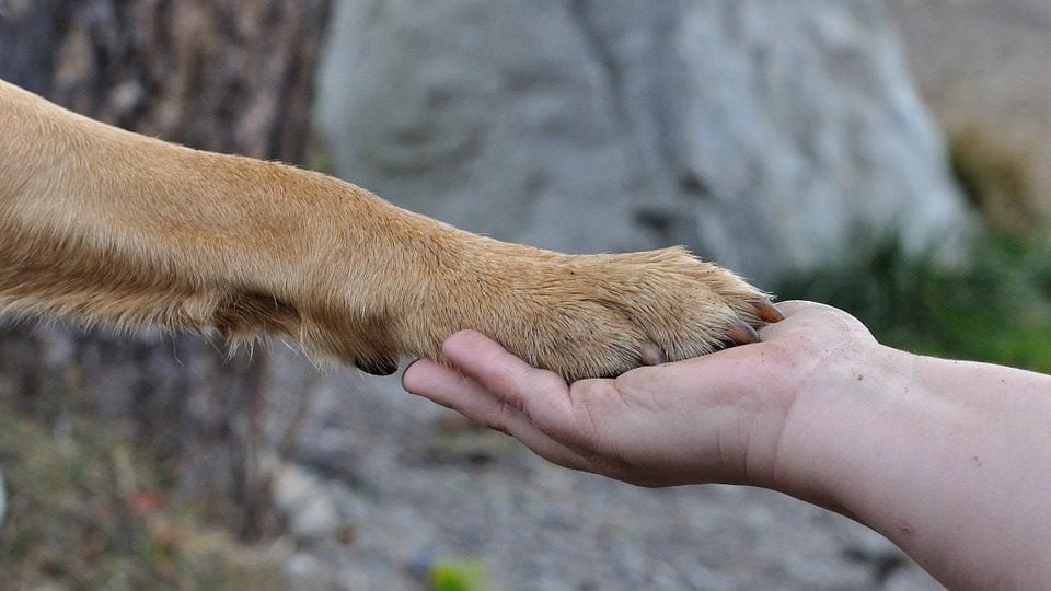 A dog paw placed in a human hand like a handshake.