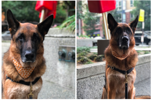 Photos of a dog looking into the camera.