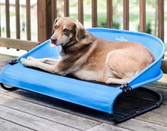 How to Cool Down Your Dog 12 Cooling Accessories for Summer 2020