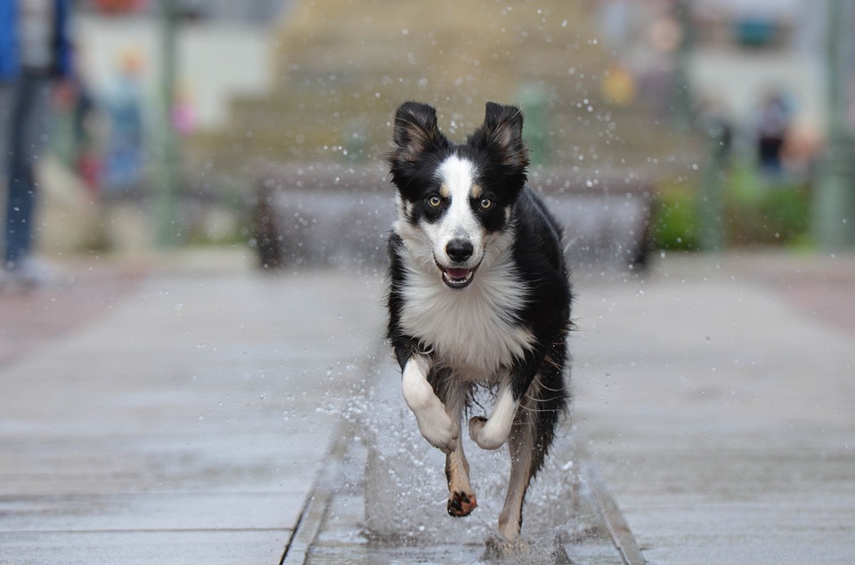 A dog enthusiastically runs through a puddle.