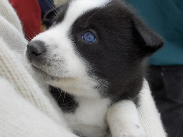 Black and white puppy with blue eyes