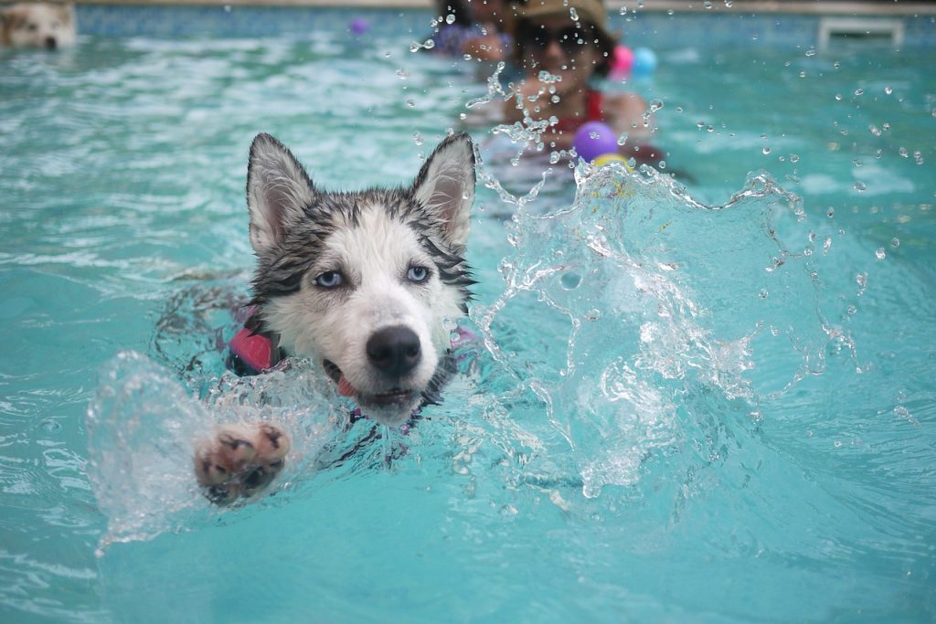 Why Swim Lessons Are Great for Dogs at Any Time of Year The Dog