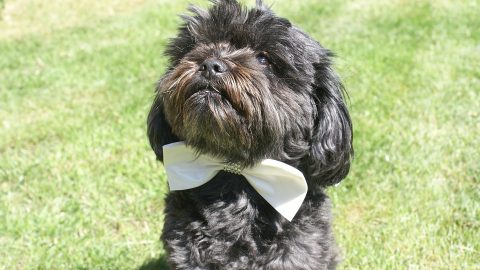A small dog sits on grass in a fancy bowtie.