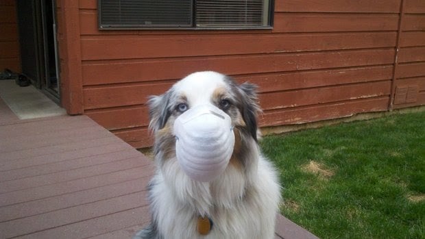 dog respirator mask dog respirator mask