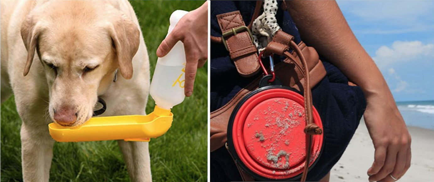 Help! My Dog Keeps Drinking Seawater The Dog People by