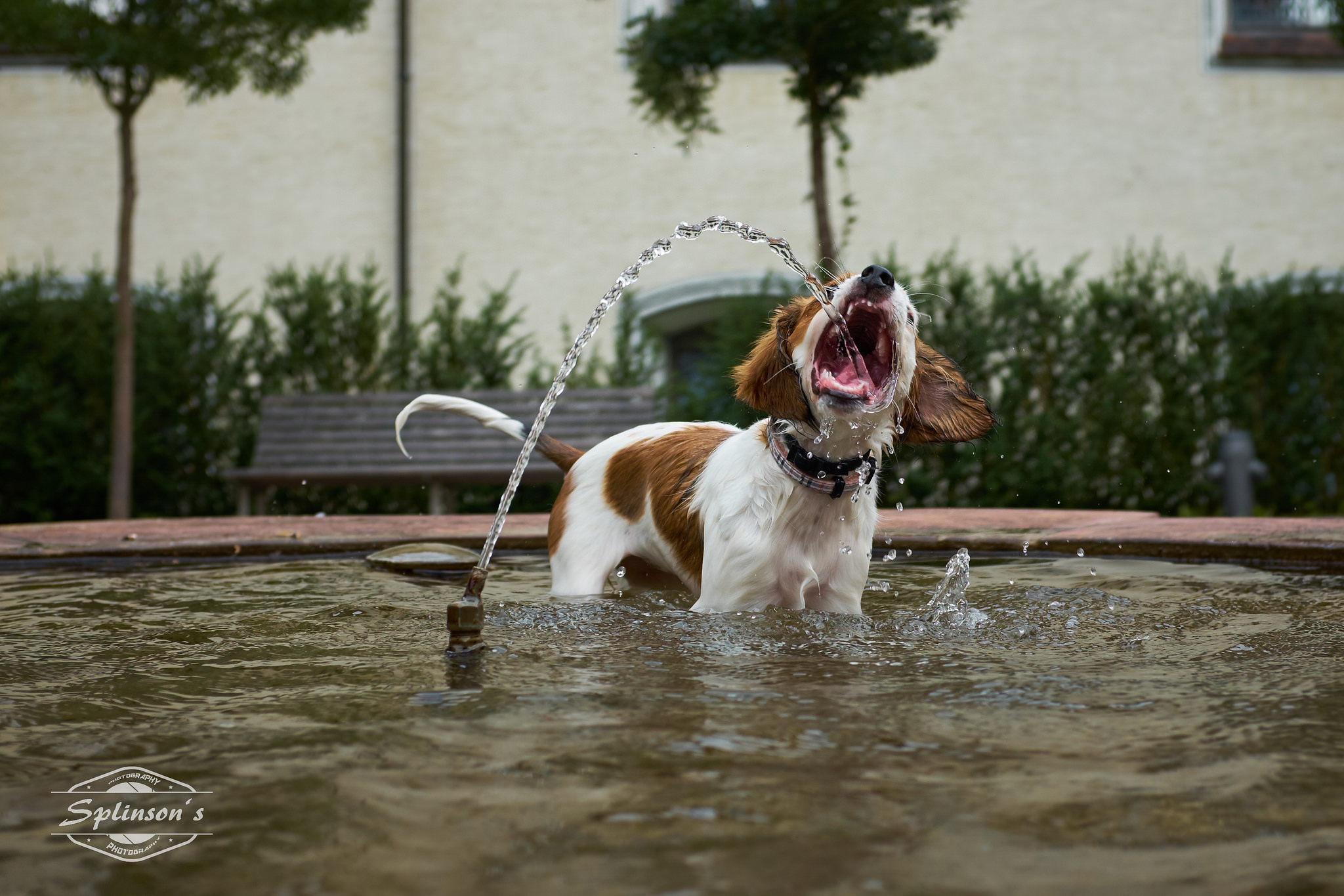 Dogs and Chlorine in the Pool Safety Tips You Need to Know — The Dog