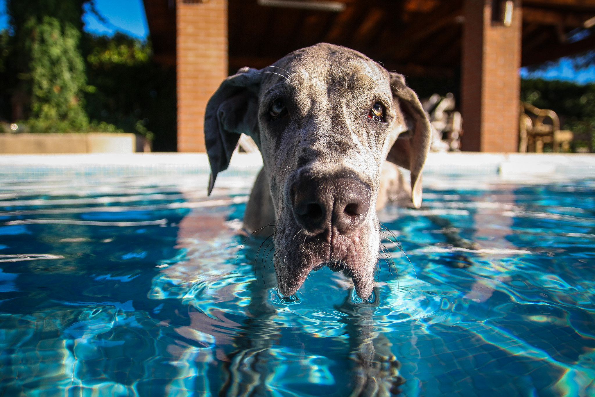 Dogs and Chlorine in the Pool Safety Tips You Need to Know — The Dog People by