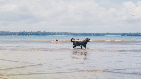 how to prevent your dog from drinking saltwater