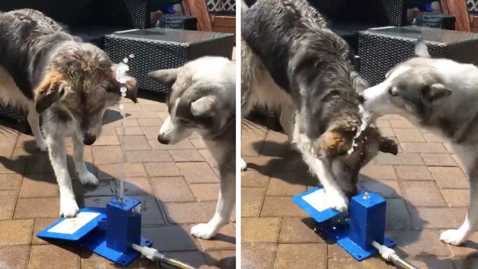 half poodle half husky