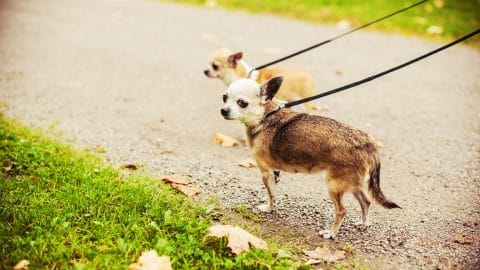 Two Chihuahuas walking on leashes