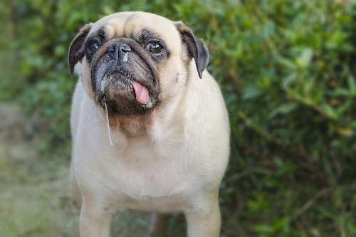 Close-up portrait of Pug with saliva and snot, signs of smoke inhalation in dogs