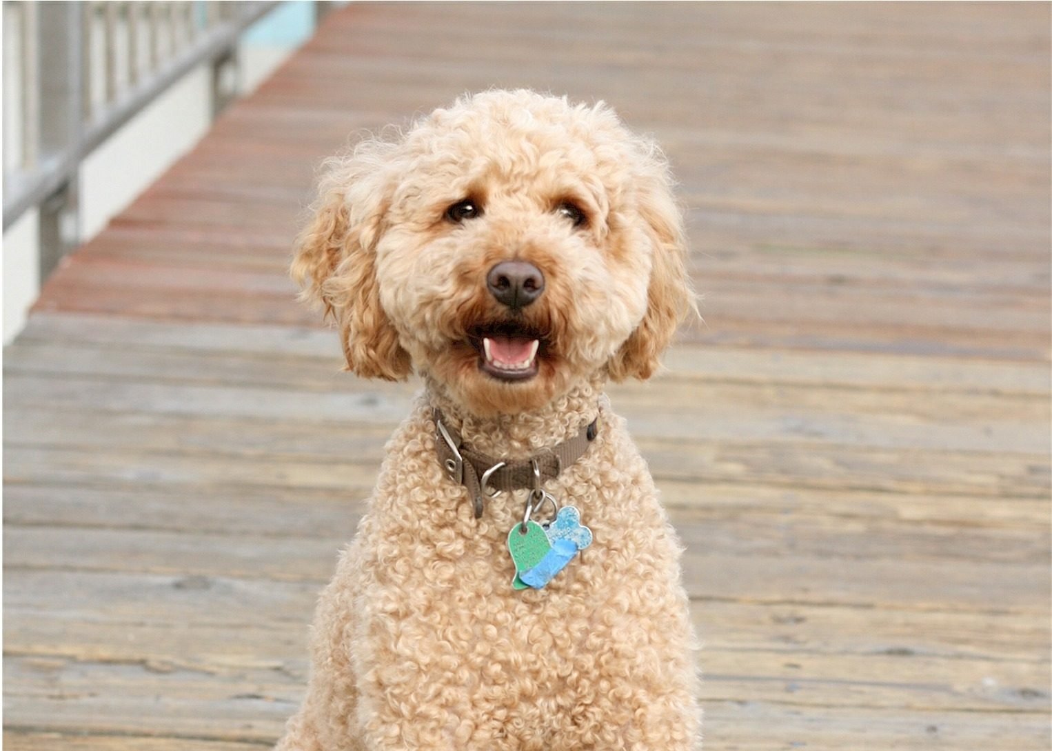 The Top 3 Labradoodle Haircut Styles 