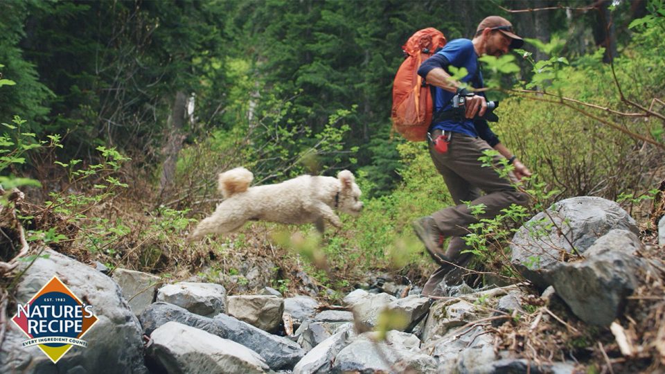 Pablo leaps over rocks in the forest.