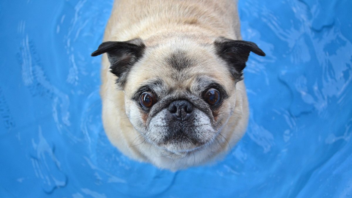 Dogs and Chlorine in the Pool Safety Tips You Need to Know — The Dog
