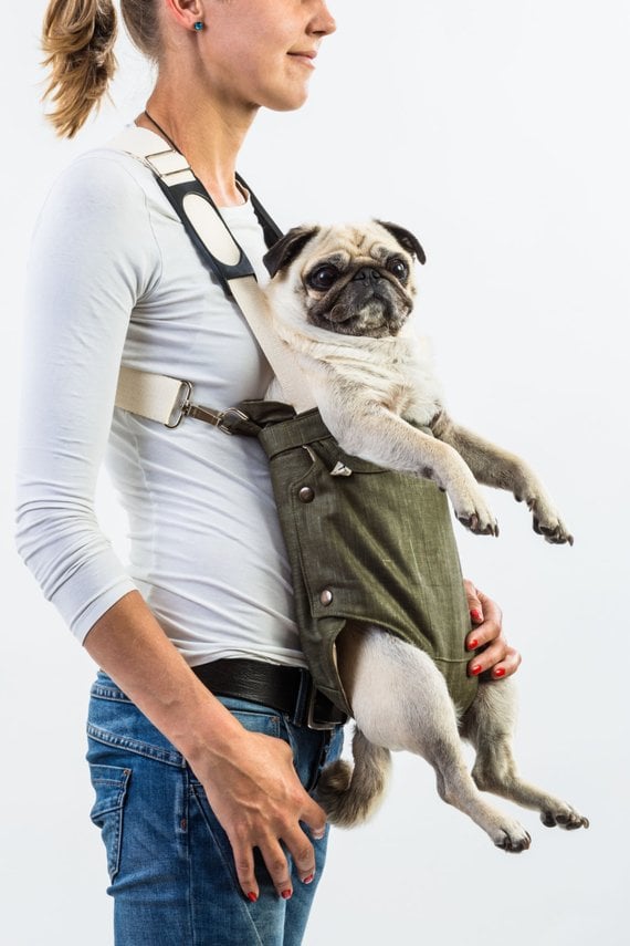 pug carried in a front carrier from pug facts list