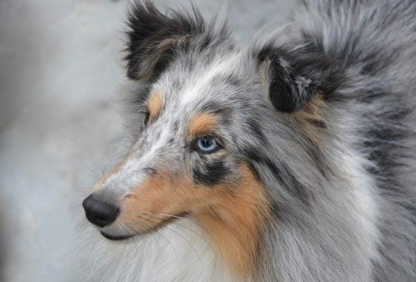 Shetland Sheepdog with blue eyes