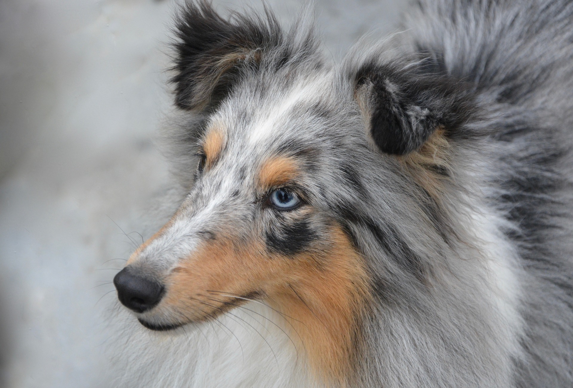 9 Hunde mit blauen Augen, die einfach umwerfend sind