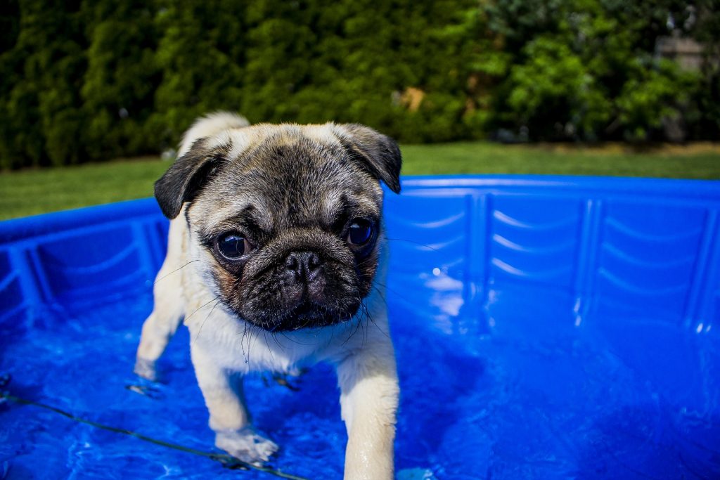 The Gravitis Pet Supplies Dog Paddling Pool
