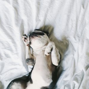 Dear Trainer: How Do I Keep my Dog off the Couch? The Dog People by