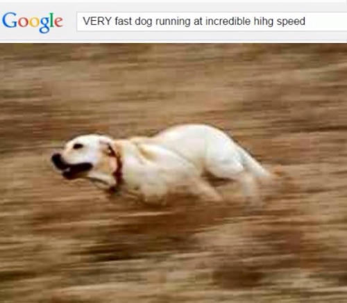 very fast dog running at incredible hihg speed