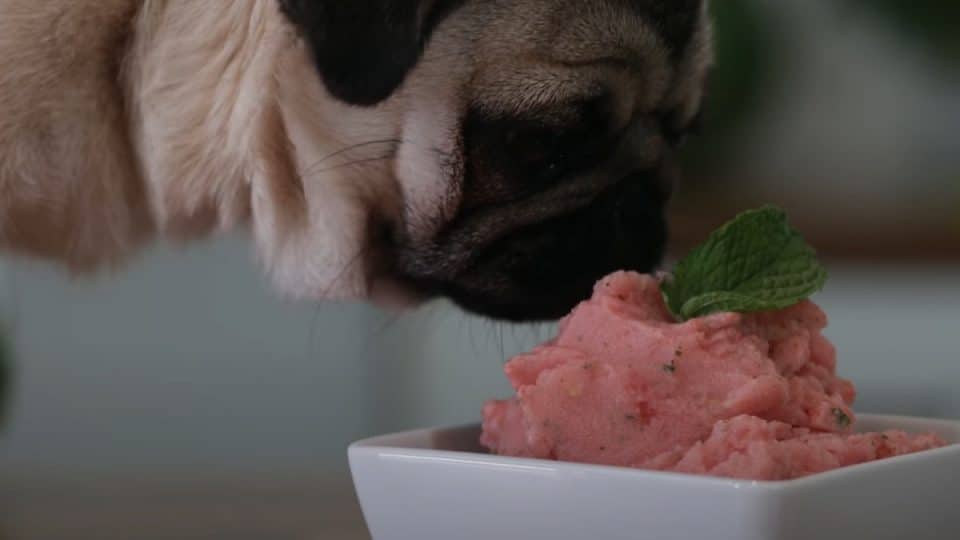 Dog eating watermelon ice cream
