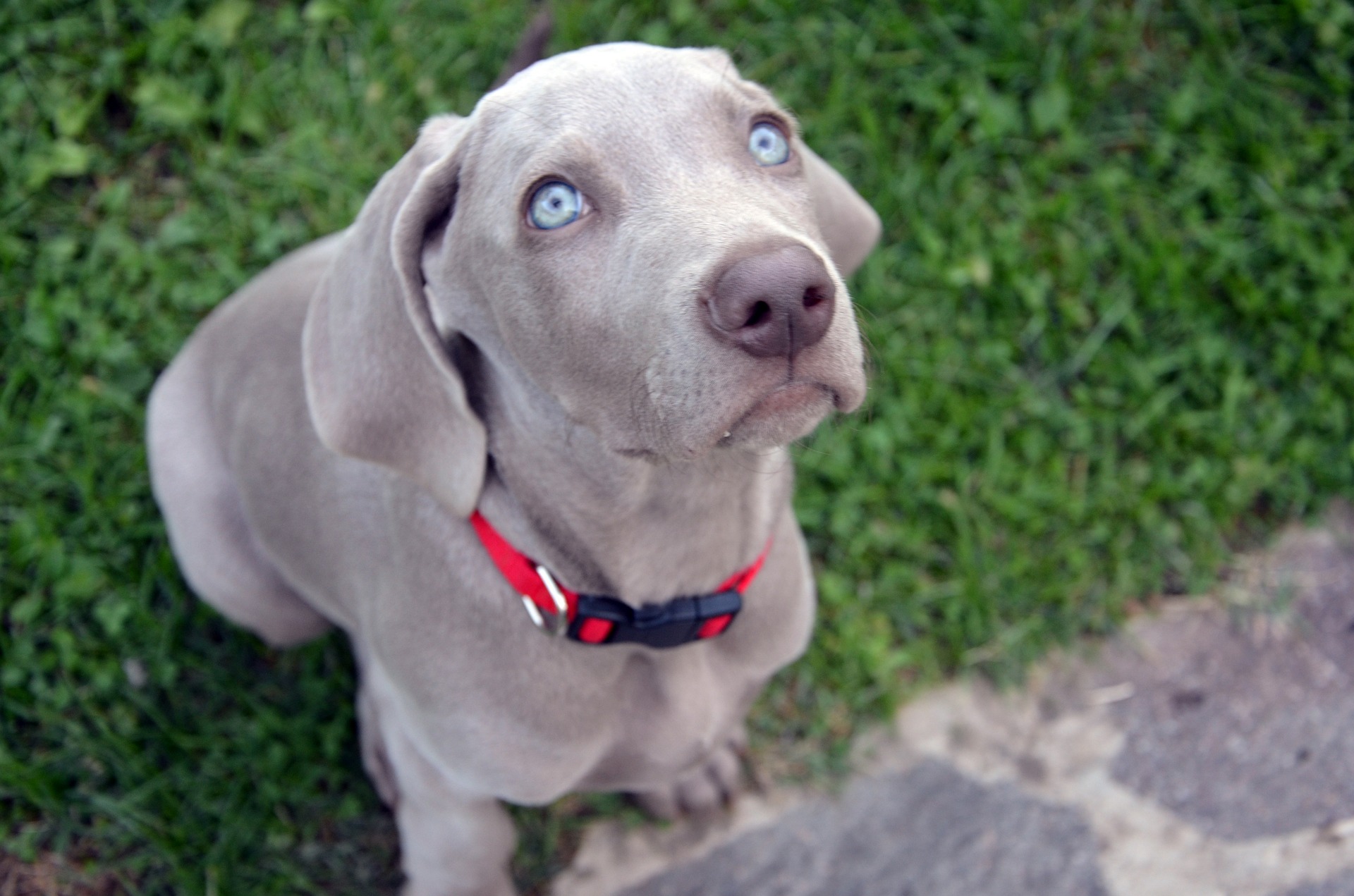 9 Hunde mit blauen Augen, die einfach umwerfend sind