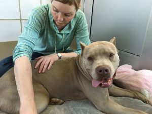 blue pit bull receives a canine massage