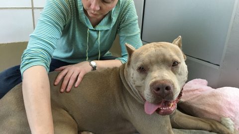 blue pit bull receives a canine massage