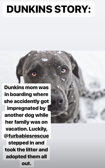 Dunkin's rescue story