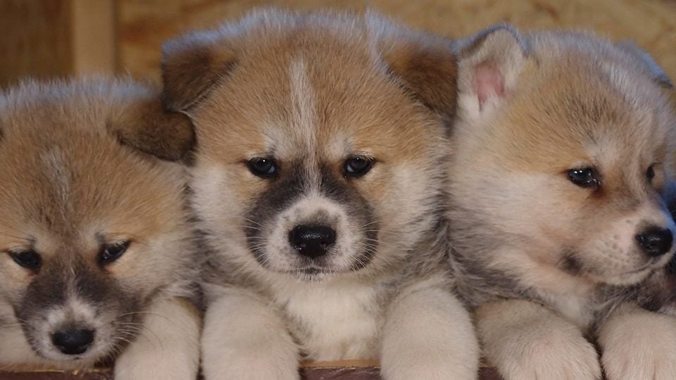an akita puppy