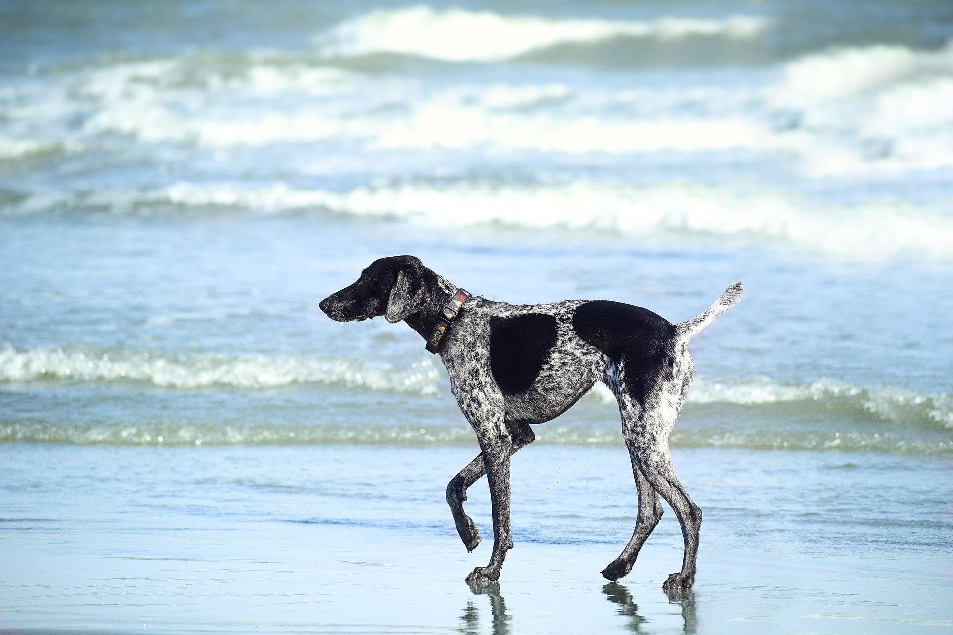 9 Hot Tips for Taking Your Dog to the Beach