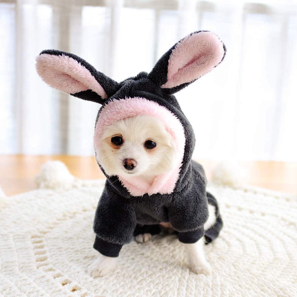 cool dog hoodies