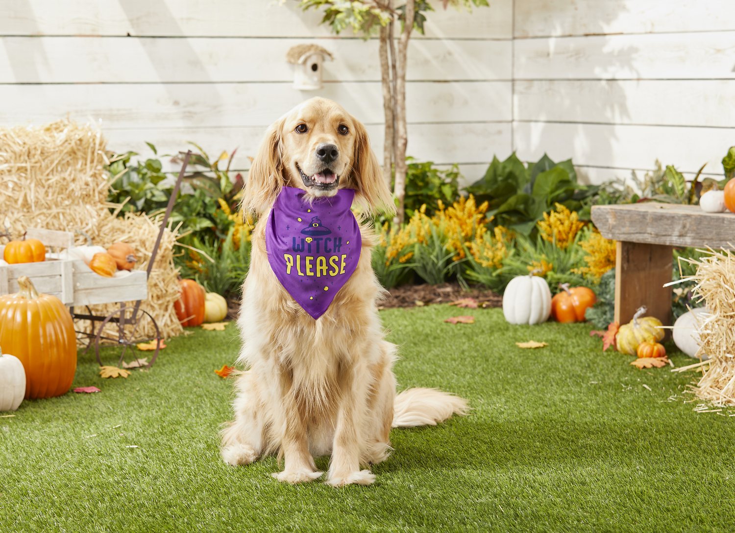The 16 Best Halloween Dog Bandanas and Collars
