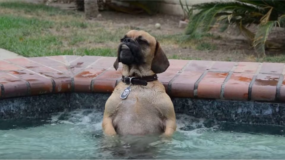 This Puggle Is the Master of Relaxation in His Hot Tub The Dog People