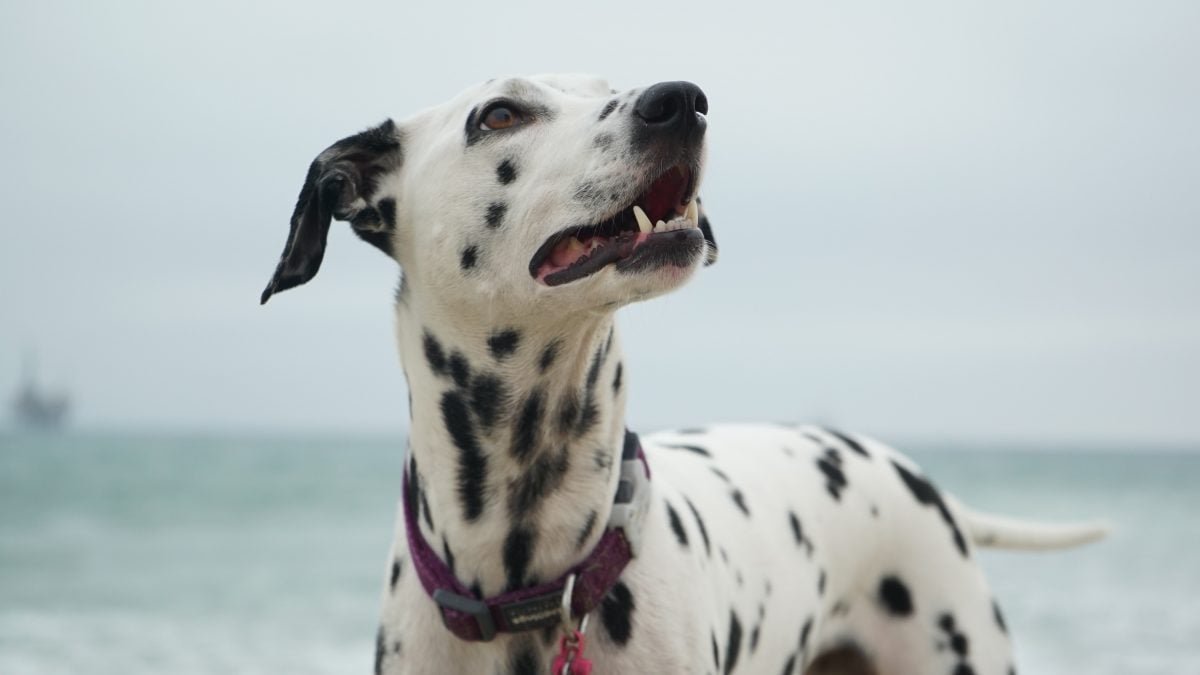19 Best Black and White Dog Names The Dog People
