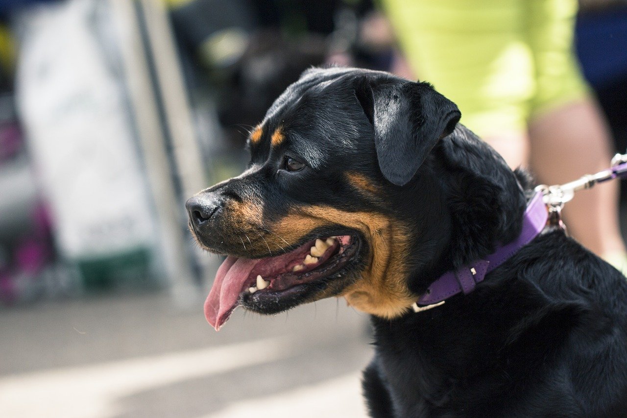 11 Facts Rottweiler People Understand Better Than Anyone The Dog