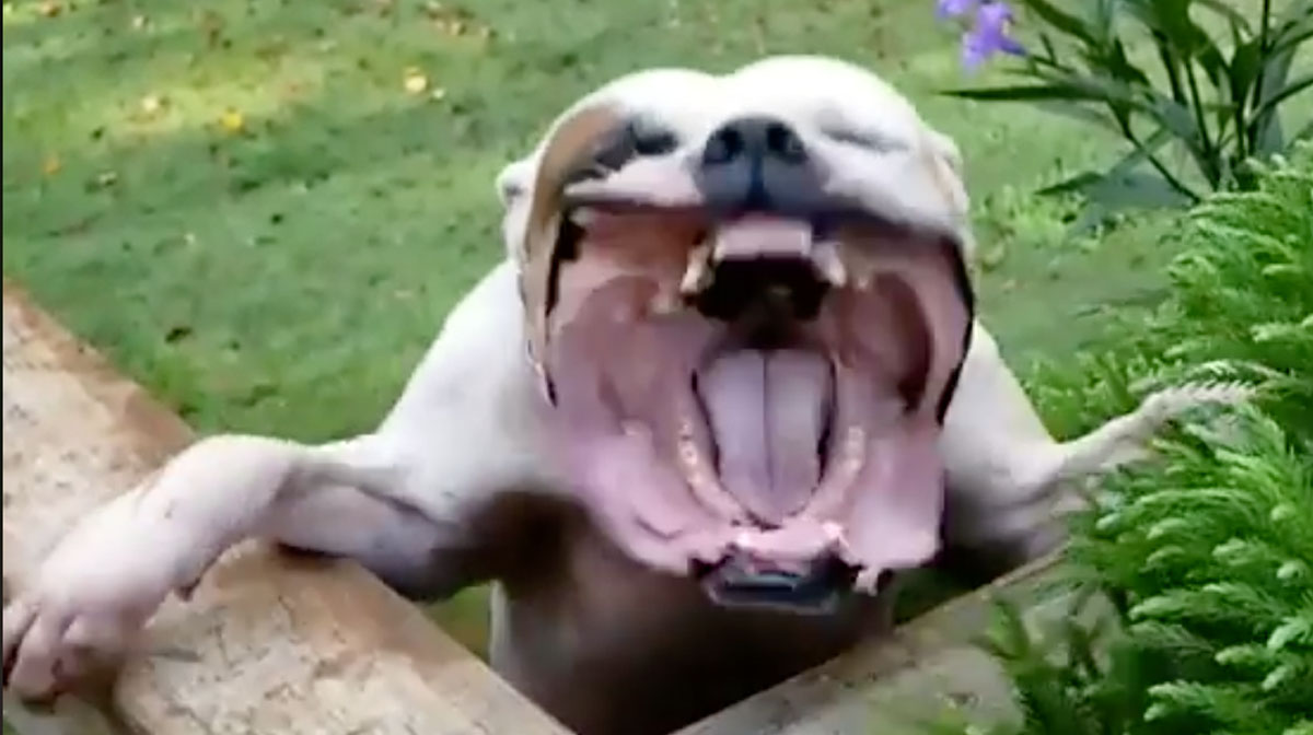 This Bulldog Loves the Leaf Blower and the Resulting Video Is Hilarious
