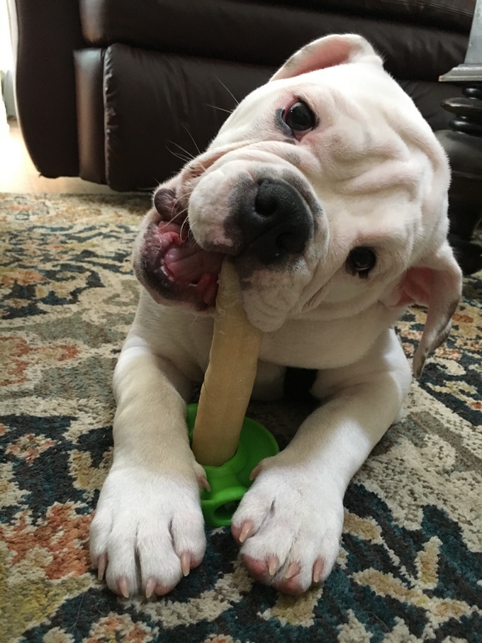 bully stick holders: dog chewing with a bully stick holder