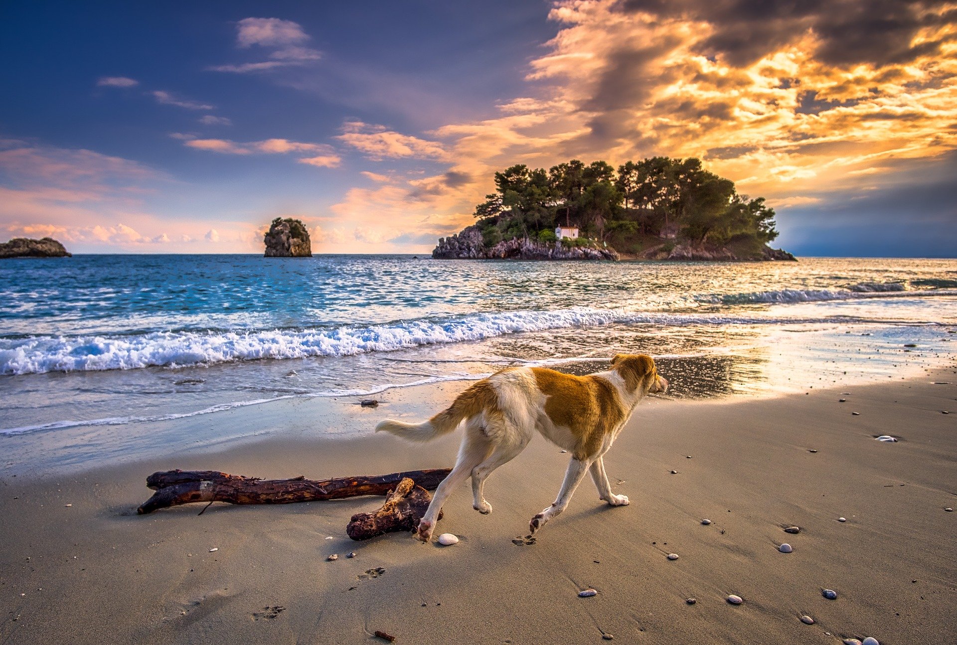 Greek Dog Names | The Best Greek Dog Names