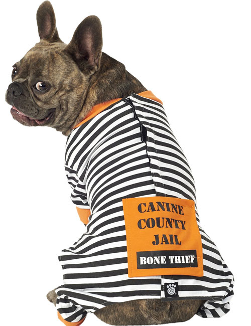 Halloween for Dogs Who Don't Do Costumes Top 12 Costume Alternatives