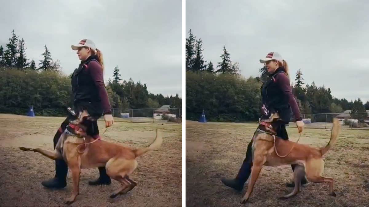 This WellTrained Belgian Malinois Is a Pro at Prancing The Dog