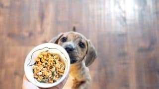 best dog food with no recalls
