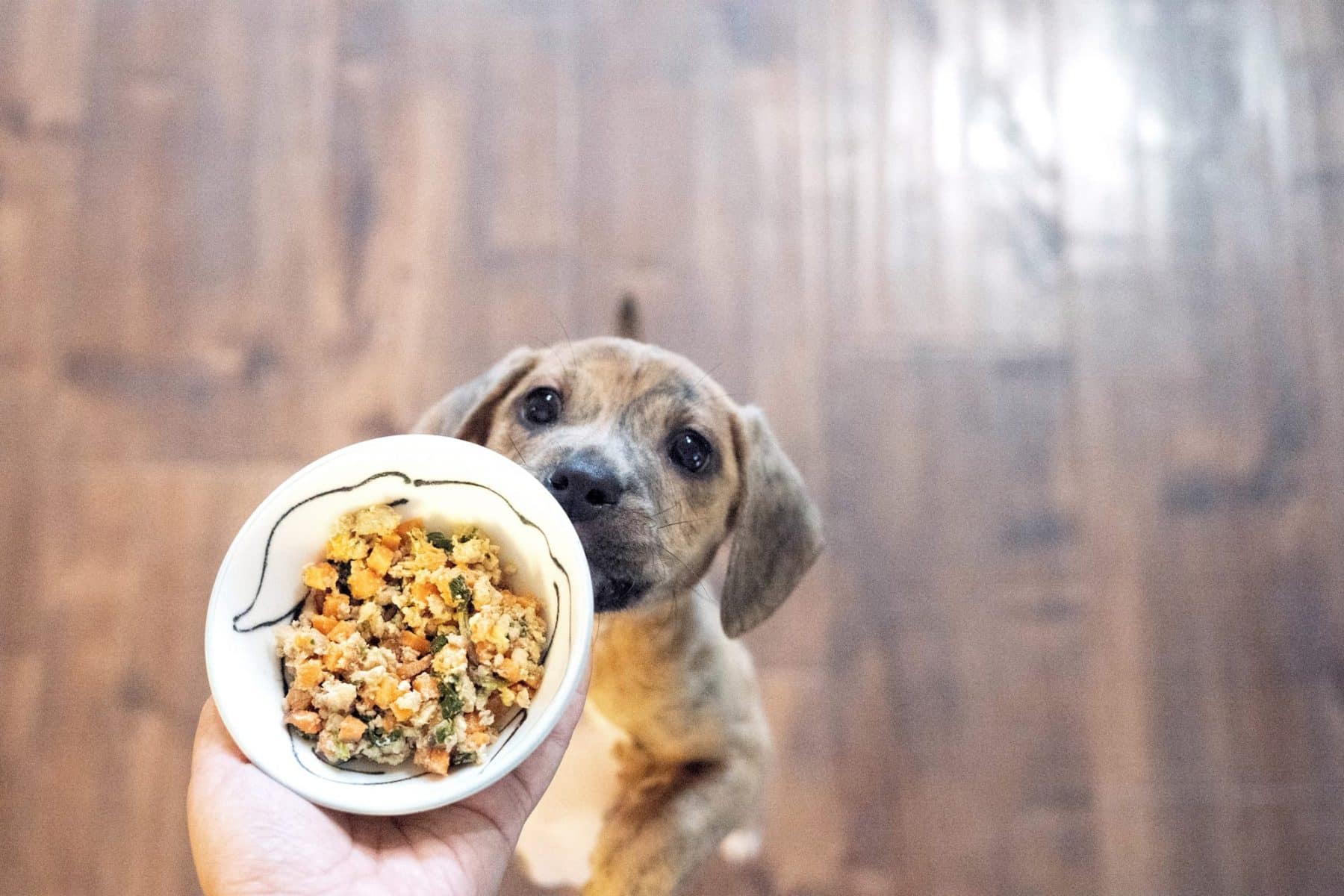 The Best Fresh Dog Food Delivery of 2020: Reviewed by Real ...