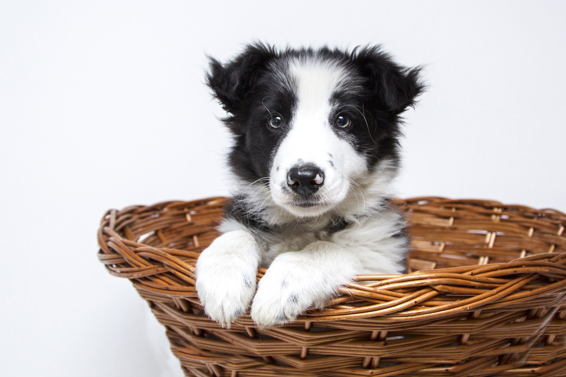 dog with white and black fur